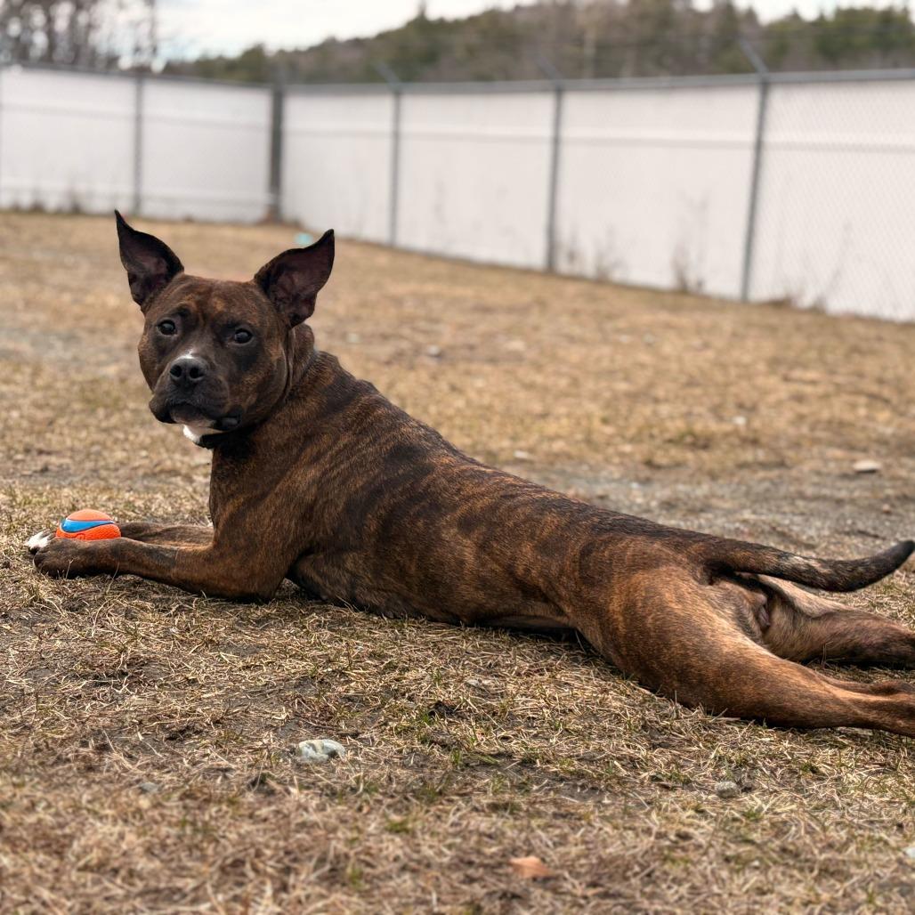 Enlarge Maeve, a Adoptable Pit Bull Terrier in Enfield, NH image 4/6