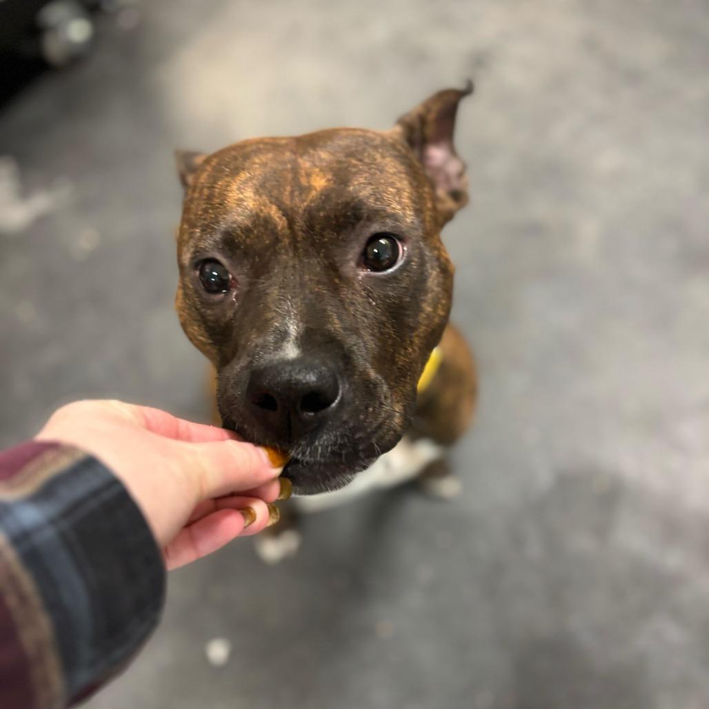 Enlarge Maeve, a Adoptable Pit Bull Terrier in Enfield, NH image 5/6