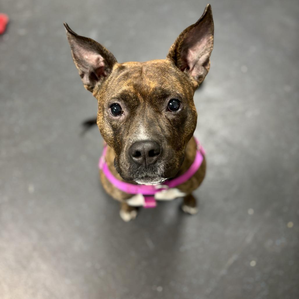 Enlarge Maeve, a Adoptable Pit Bull Terrier in Enfield, NH image 6/6