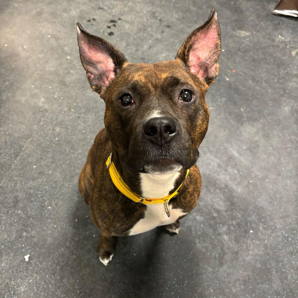 Enlarge Maeve, a Adoptable Pit Bull Terrier in Enfield, NH image 6/6
