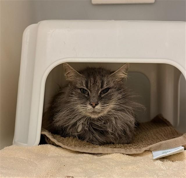 CHANEL, Adoptable, Young Female Domestic Medium Hair.