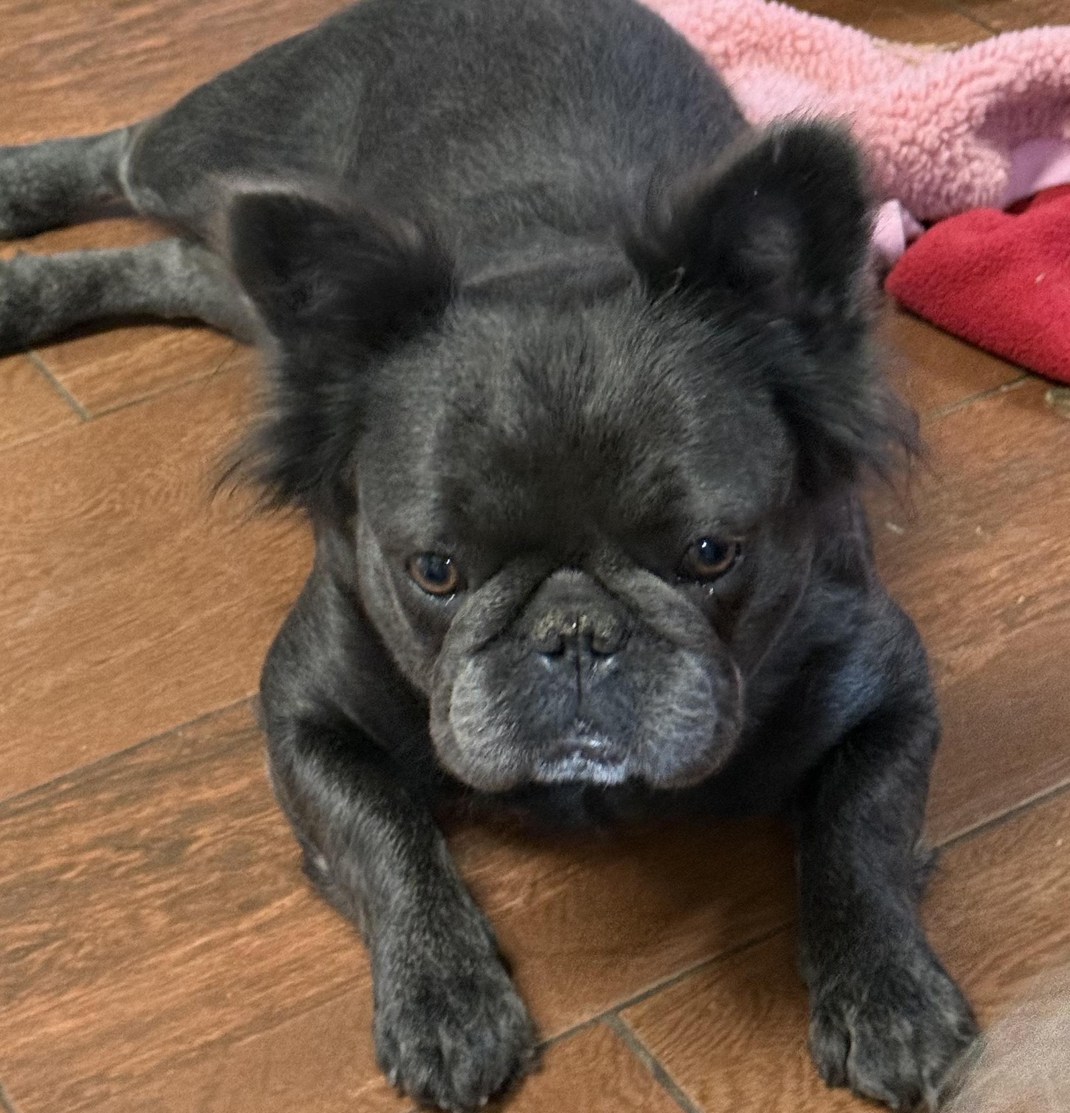 Enlarge FiFi, a ADOPTABLE French Bulldog in North Augusta, SC image 2/2