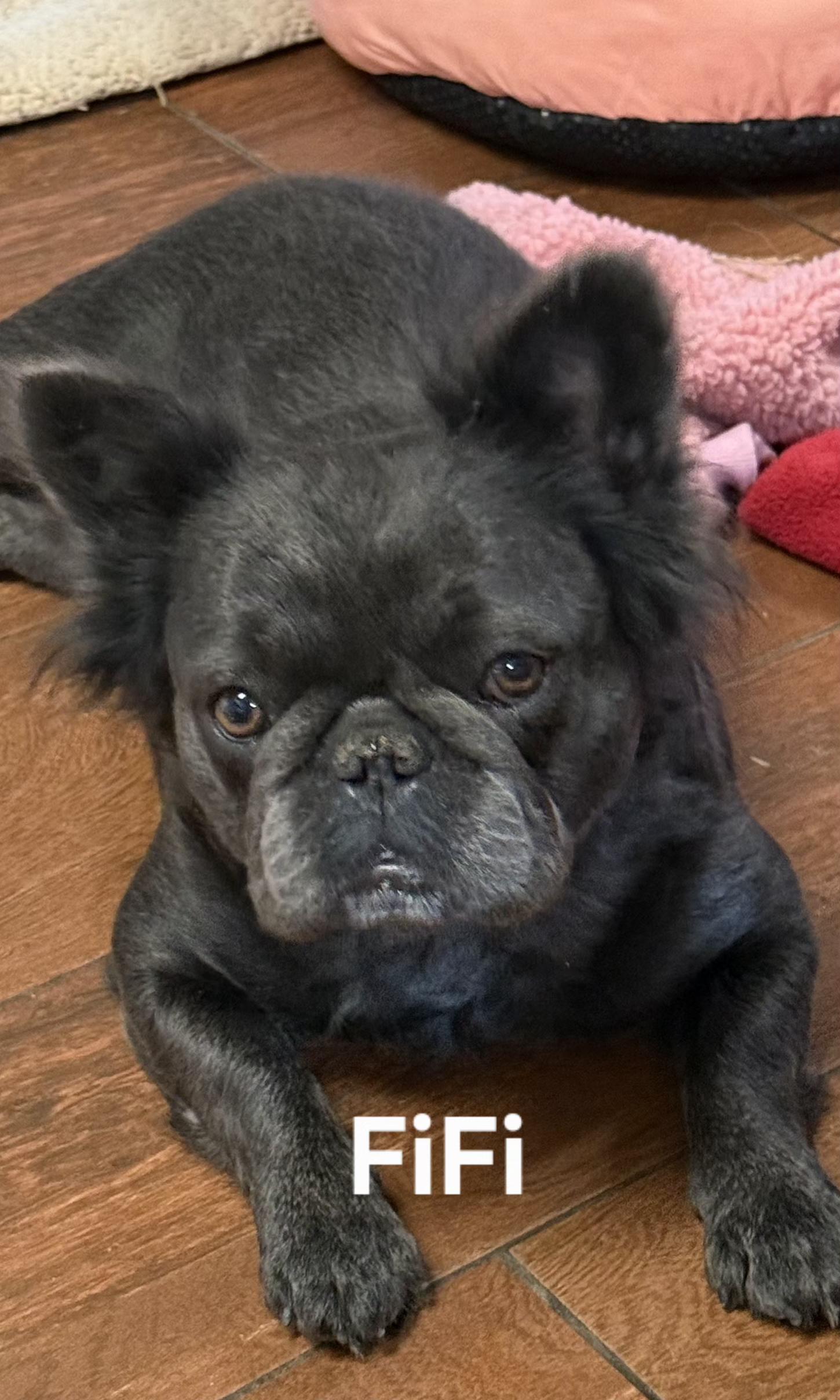 Enlarge FiFi, a ADOPTABLE French Bulldog in North Augusta, SC image 1/2