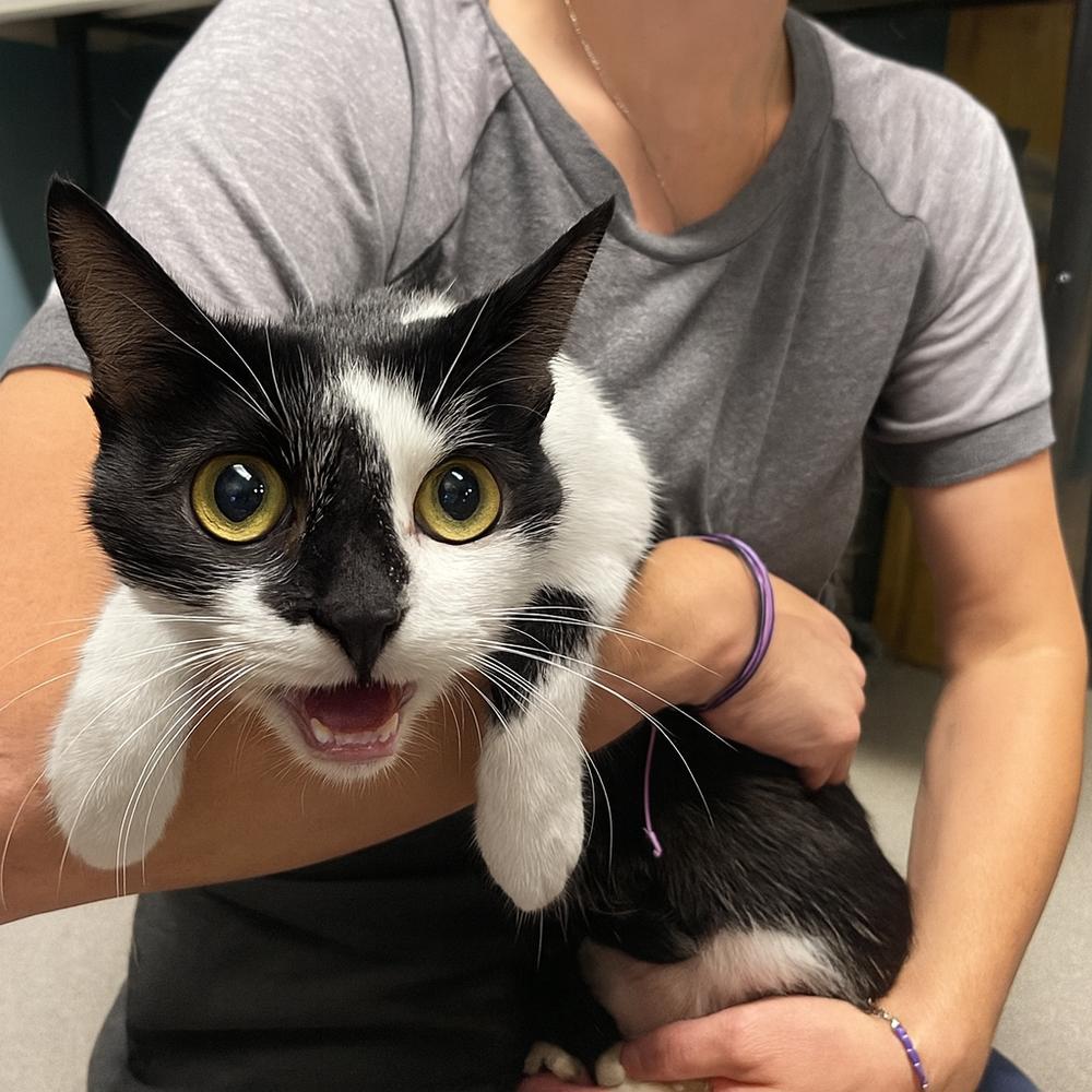 Dazzle, Adoptable, Adult Female Domestic Short Hair.