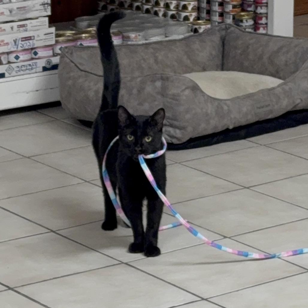 Lionel, ADOPTABLE, Young Male Domestic Short Hair.