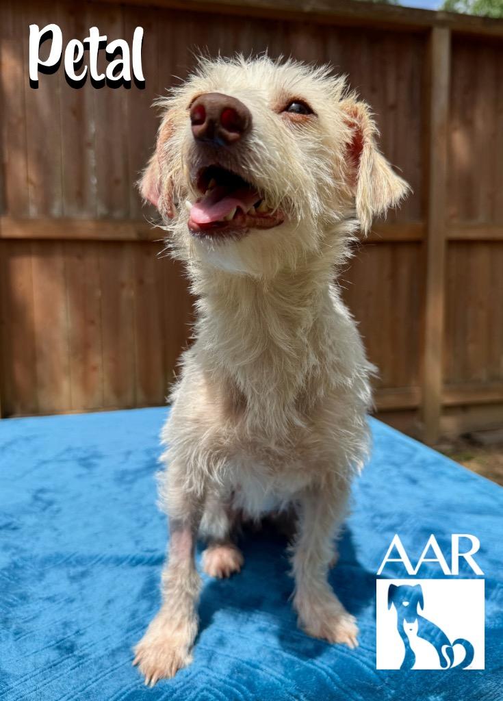 Petal, Adoptable, Adult Female Border Terrier.