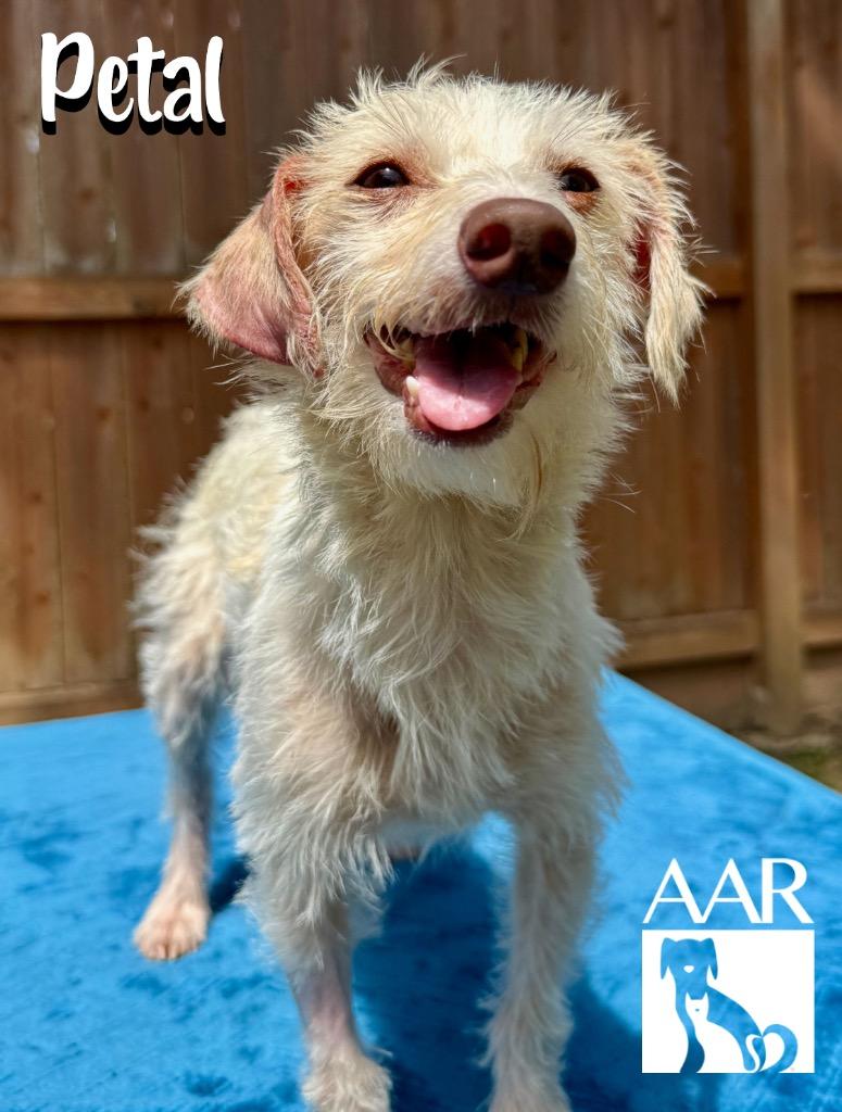 Enlarge Petal, a Adoptable mixed breed in Magnolia, TX image 2/5