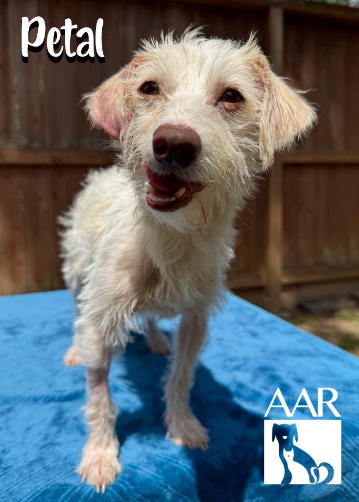 Enlarge Petal, a Adoptable mixed breed in Magnolia, TX image 3/5