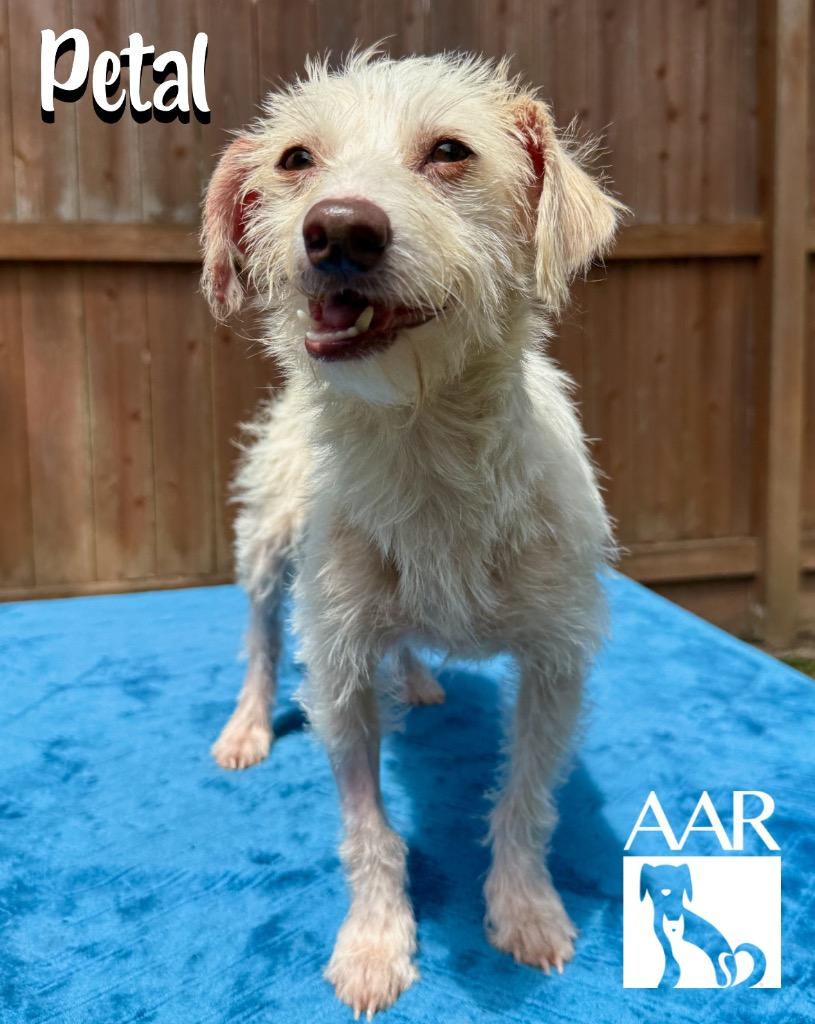 Enlarge Petal, a Adoptable mixed breed in Magnolia, TX image 4/5