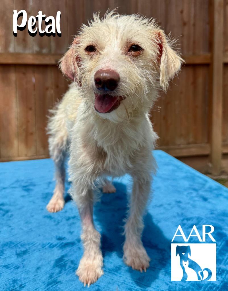 Enlarge Petal, a Adoptable mixed breed in Magnolia, TX image 5/5