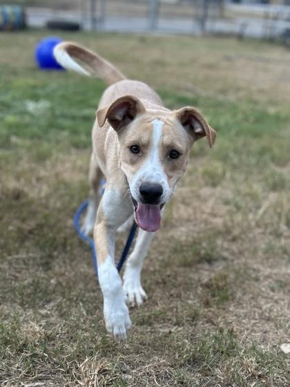 Riff — thumbnail 2