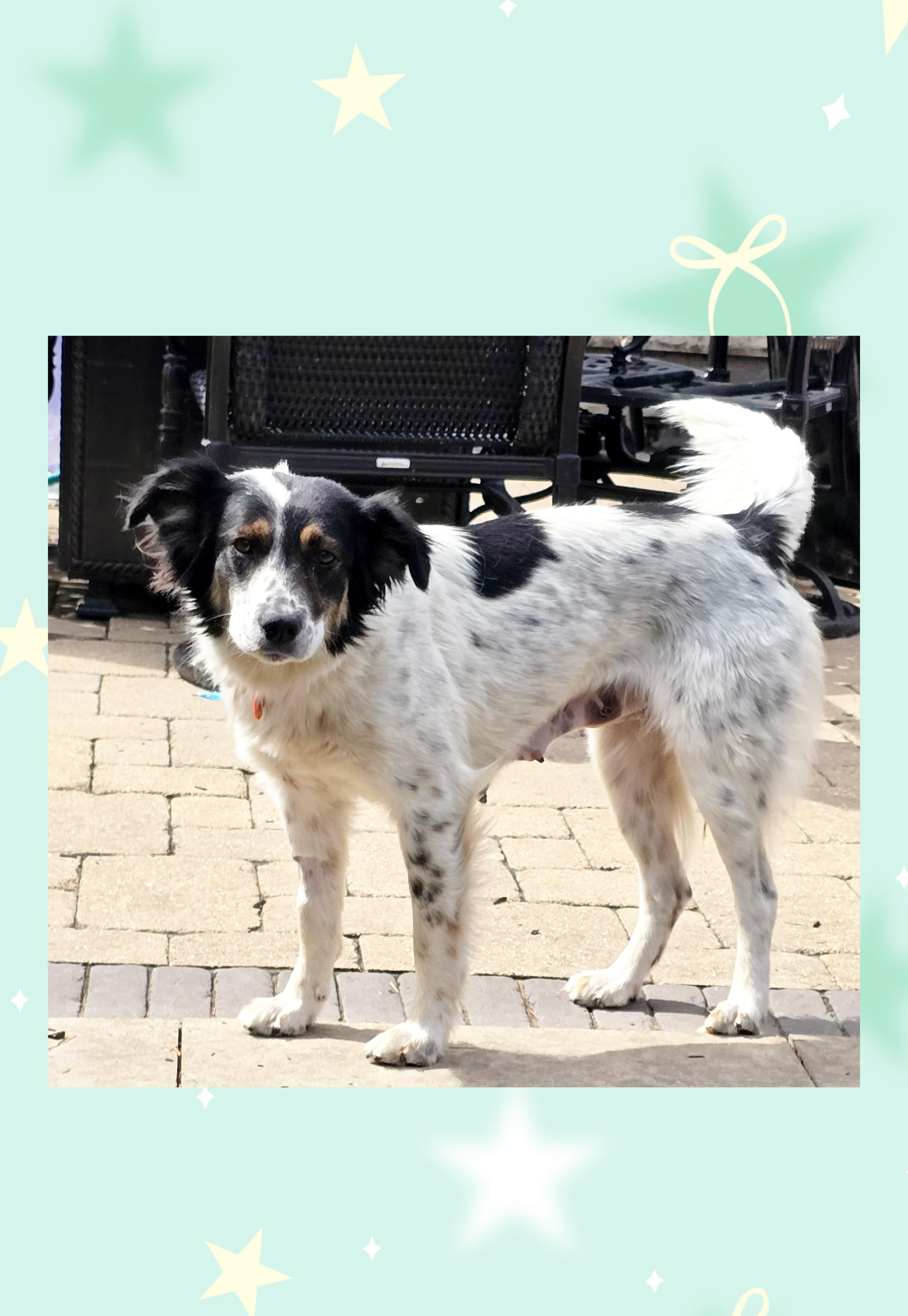 Enlarge Ellie, a Adoptable mixed breed in Lake Geneva, WI image 1/4