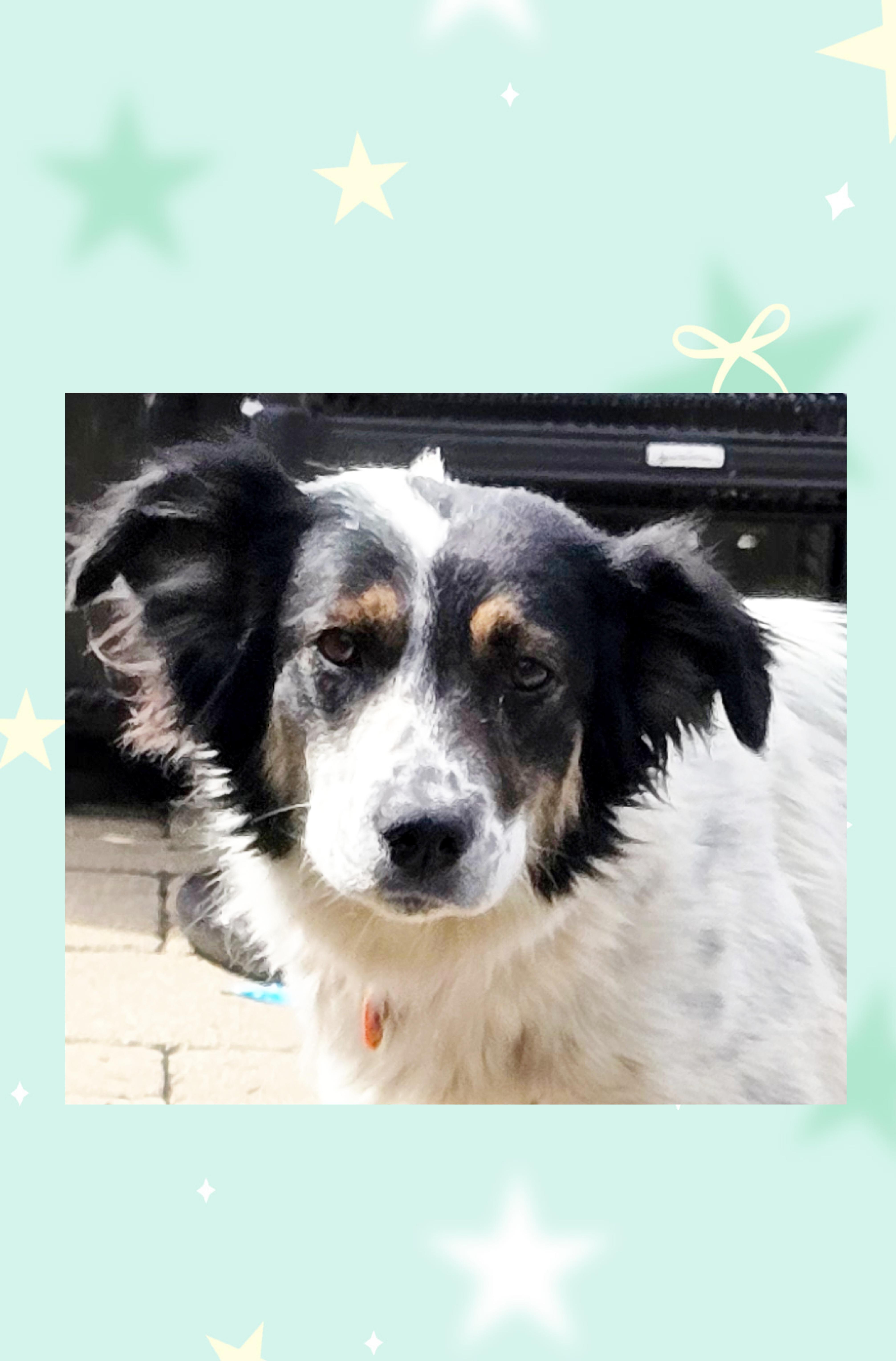 Enlarge Ellie, a Adoptable mixed breed in Lake Geneva, WI image 4/4