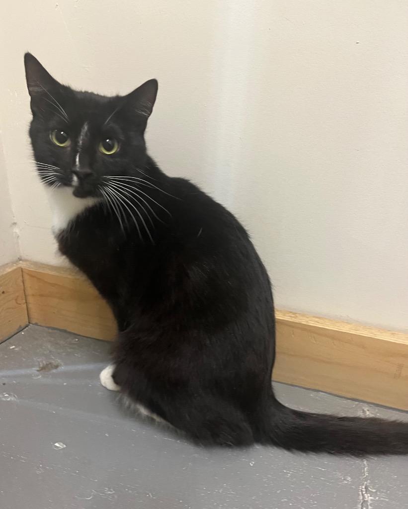 Alpine, Adoptable, Young Female Domestic Medium Hair.