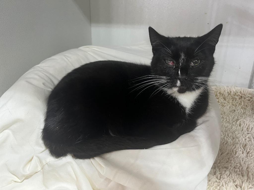 Alpine, a Adoptable mixed breed in Kell, IL image 2/2