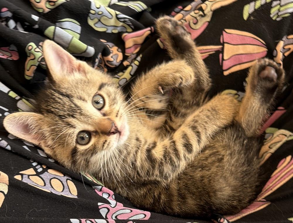 EP: Blue Suede Shoes, Adoptable, Kitten Male Exotic Shorthair.