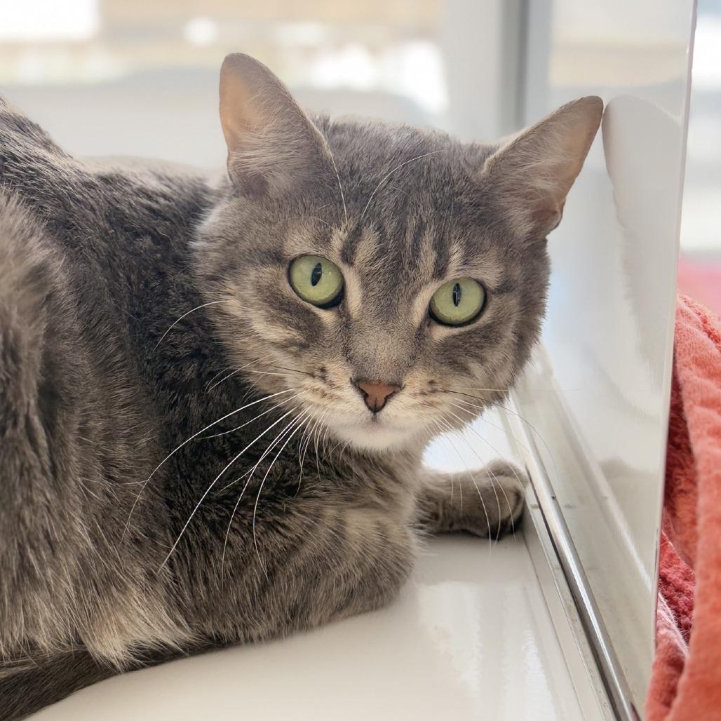 Kayla, Adoptable, Adult Female Domestic Short Hair.
