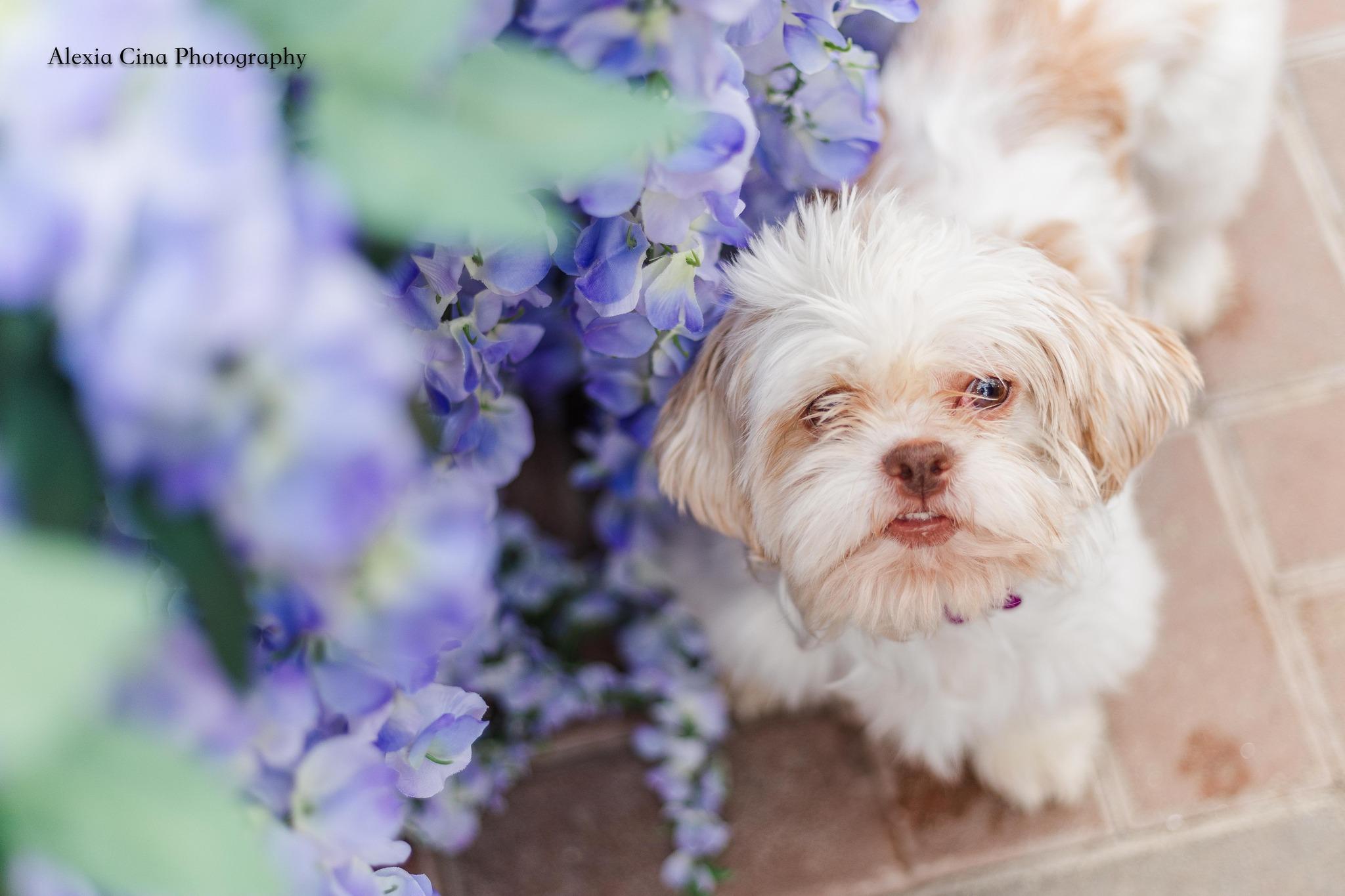Uba, a ADOPTABLE Shih Tzu in Drumbo, ON image 2/4