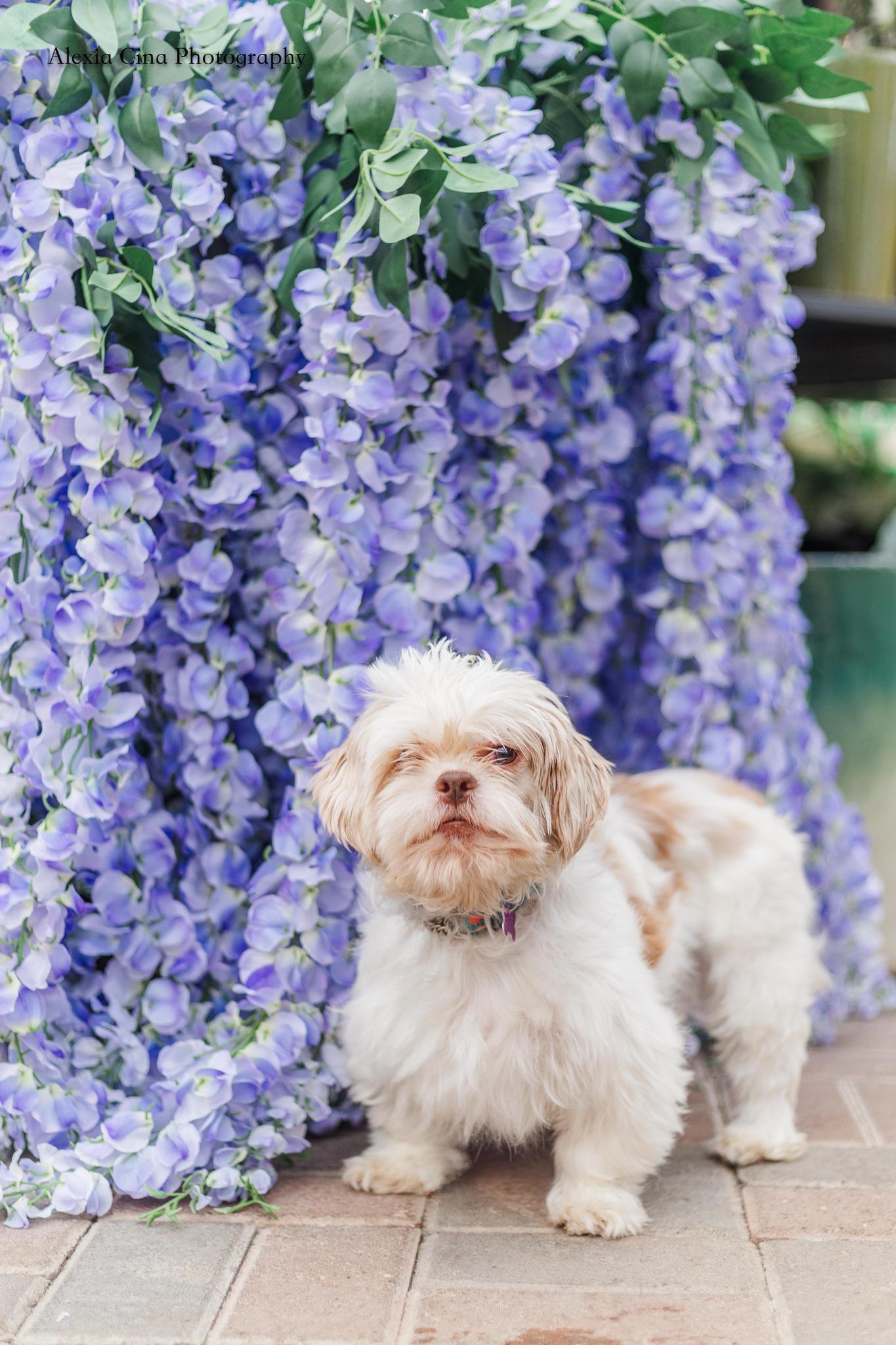 Uba, ADOPTABLE, Adult Female Shih Tzu.