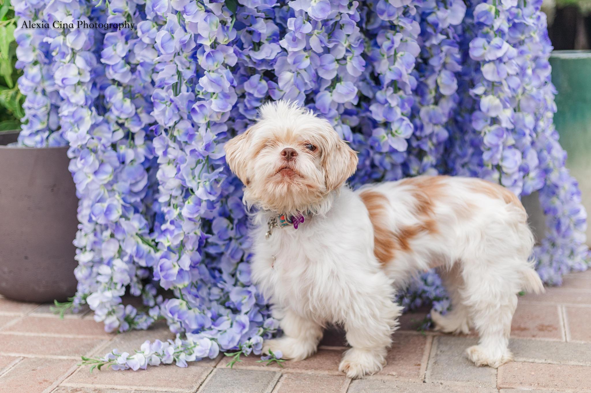 Uba, a ADOPTABLE Shih Tzu in Drumbo, ON image 3/4
