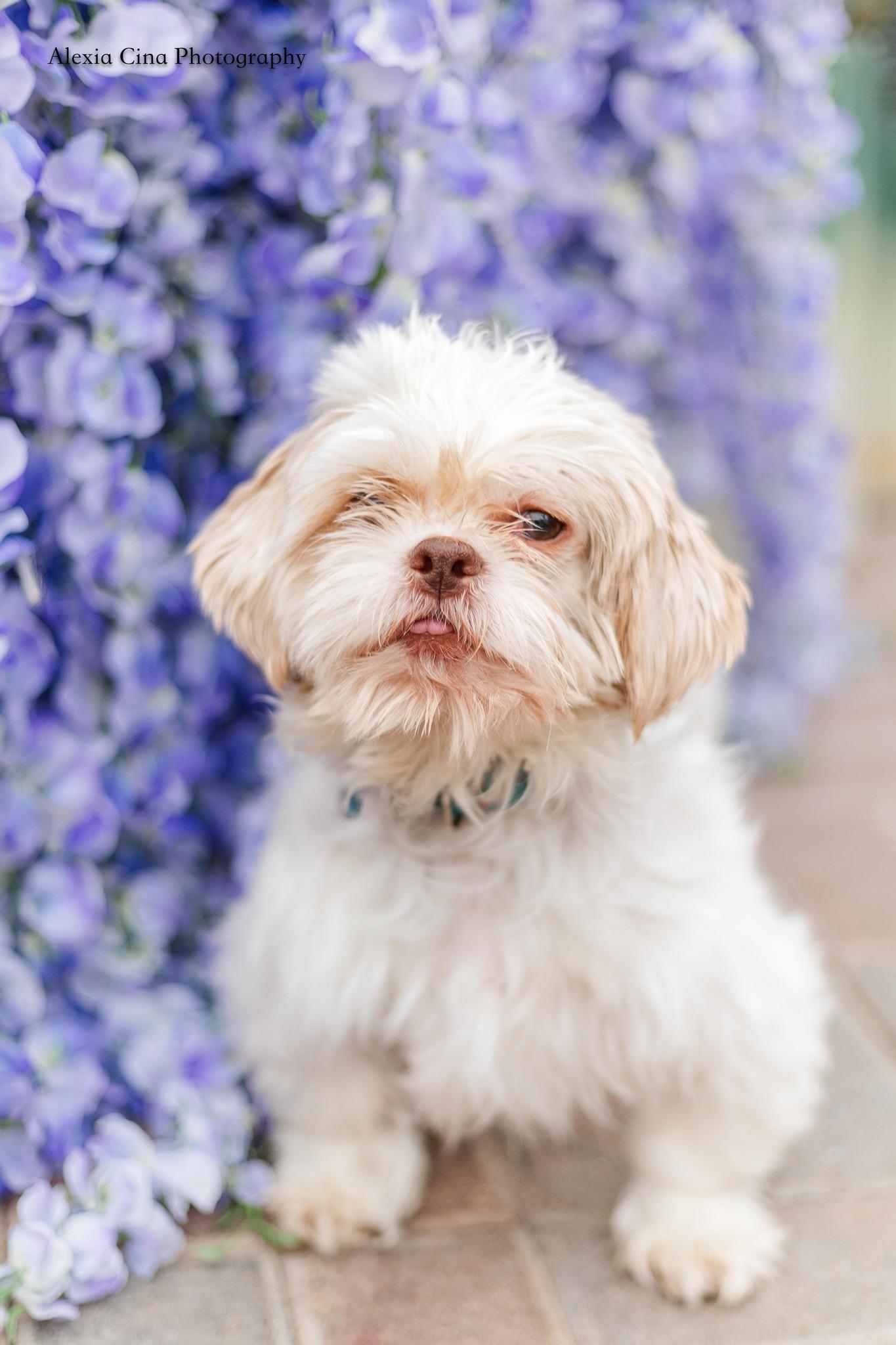 Uba, a ADOPTABLE Shih Tzu in Drumbo, ON image 4/4
