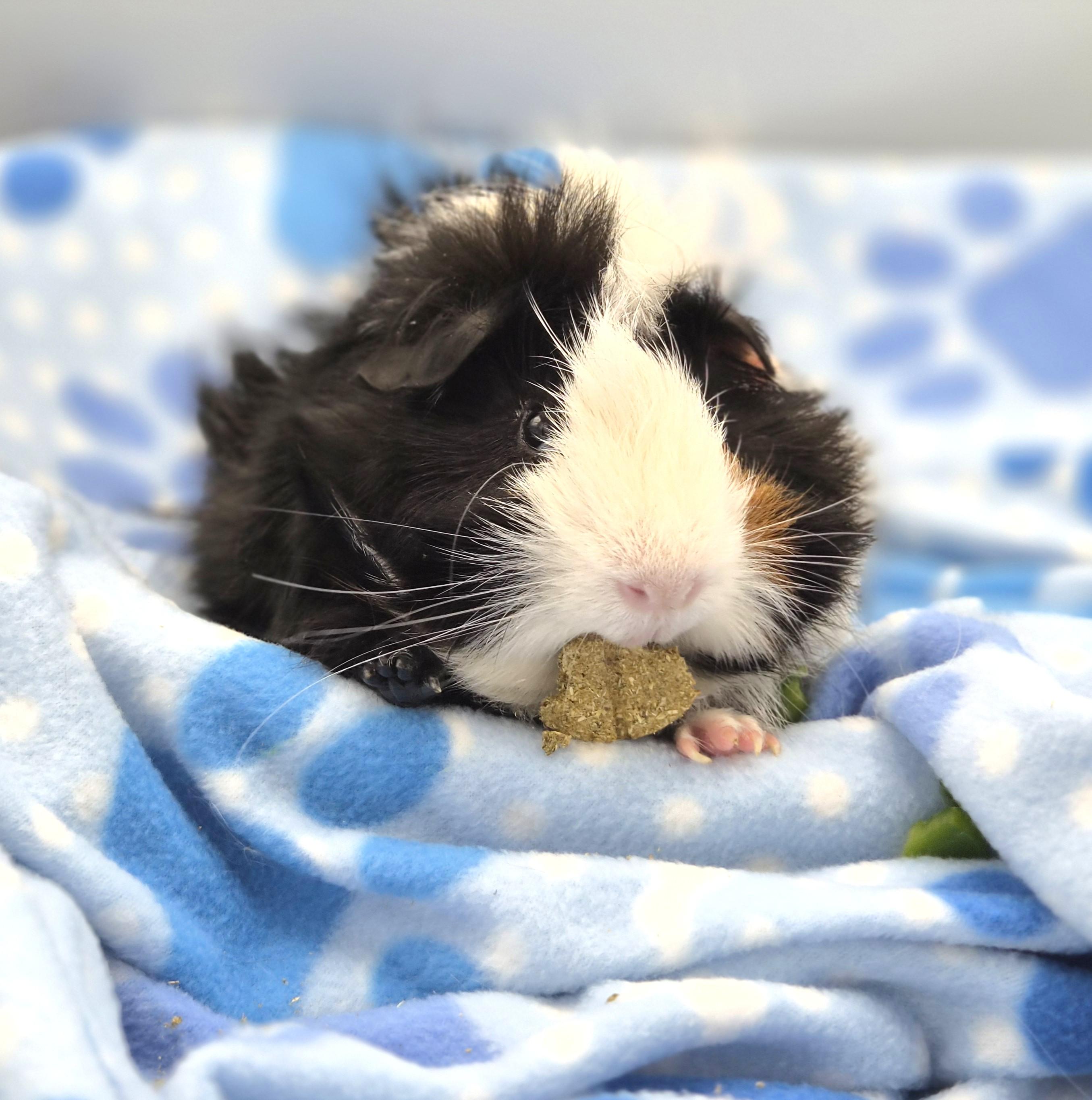 Ace, ADOPTABLE, Young Male Guinea Pig & Abyssinian.