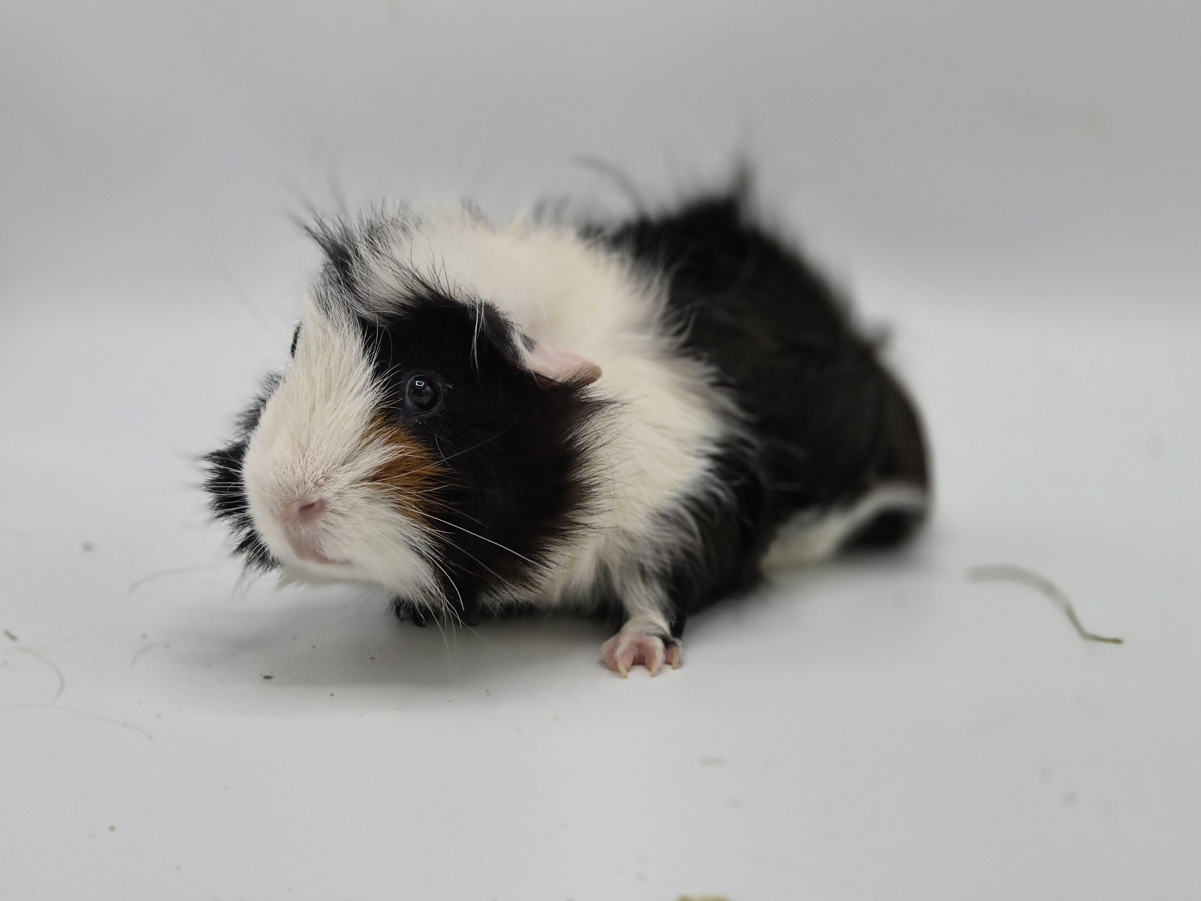 Enlarge Ace, a ADOPTABLE mixed breed in Angleton, TX image 4/4