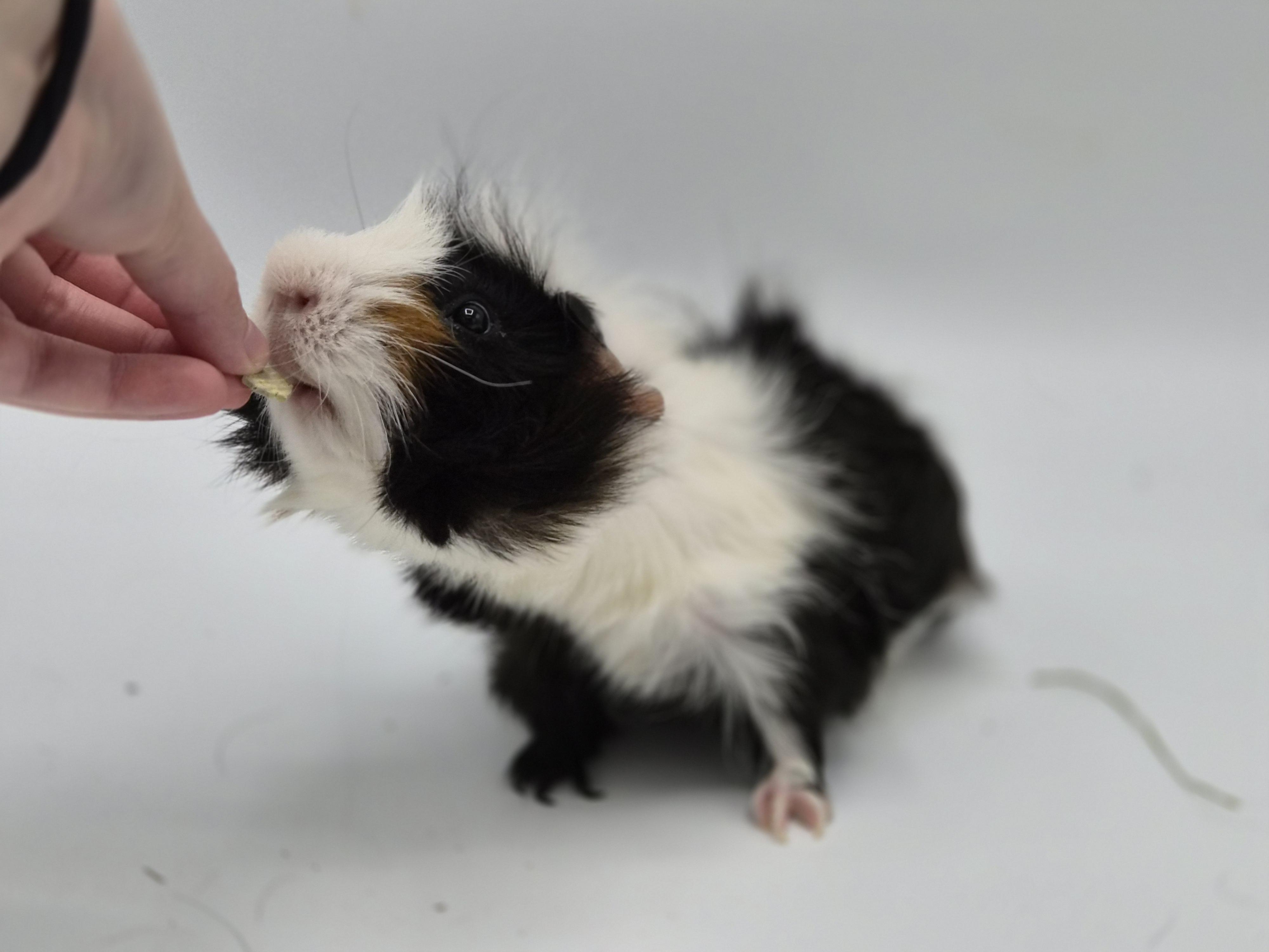 Enlarge Ace, a ADOPTABLE mixed breed in Angleton, TX image 3/4