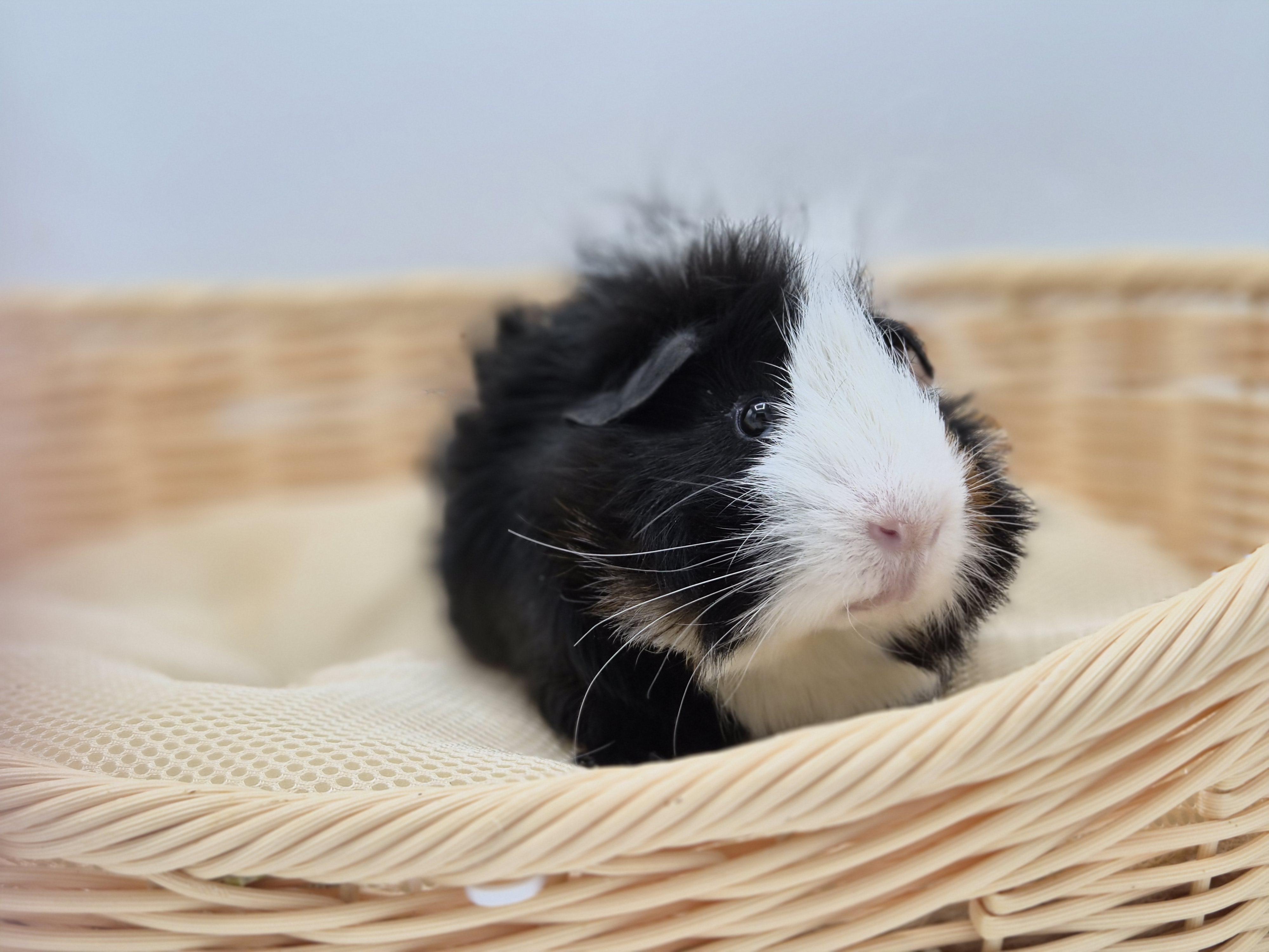 Enlarge Ace, a ADOPTABLE mixed breed in Angleton, TX image 2/4