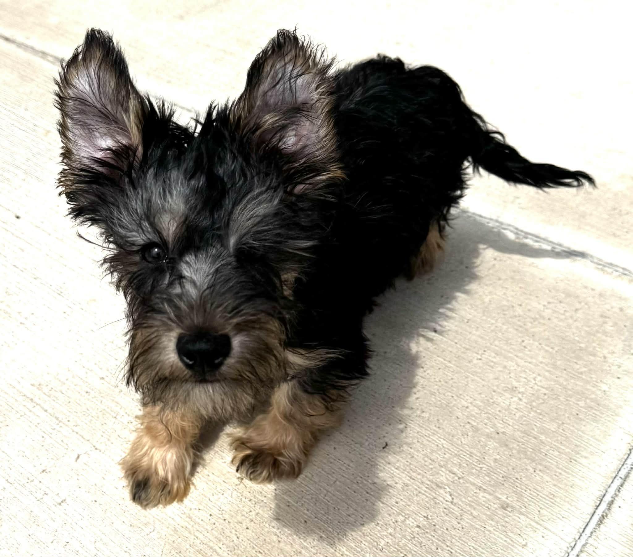 Briggs, an adopted mixed breed in Piedmont, OK image 1/4