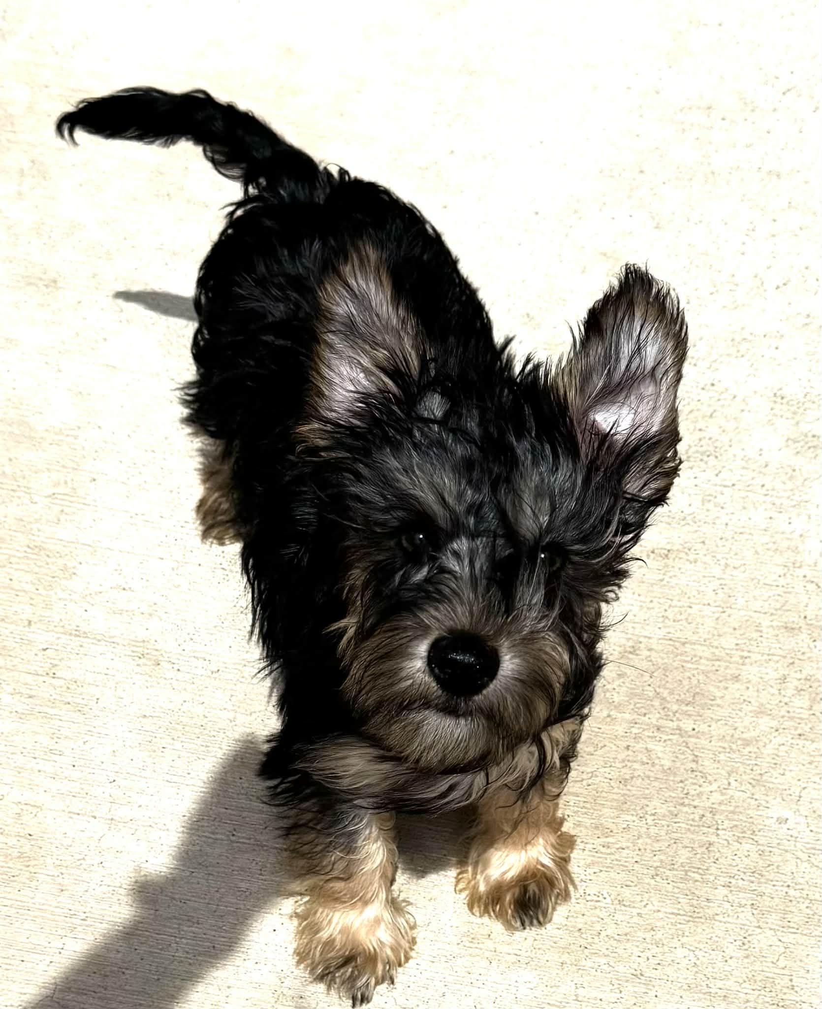 Briggs, an adopted mixed breed in Piedmont, OK image 3/4