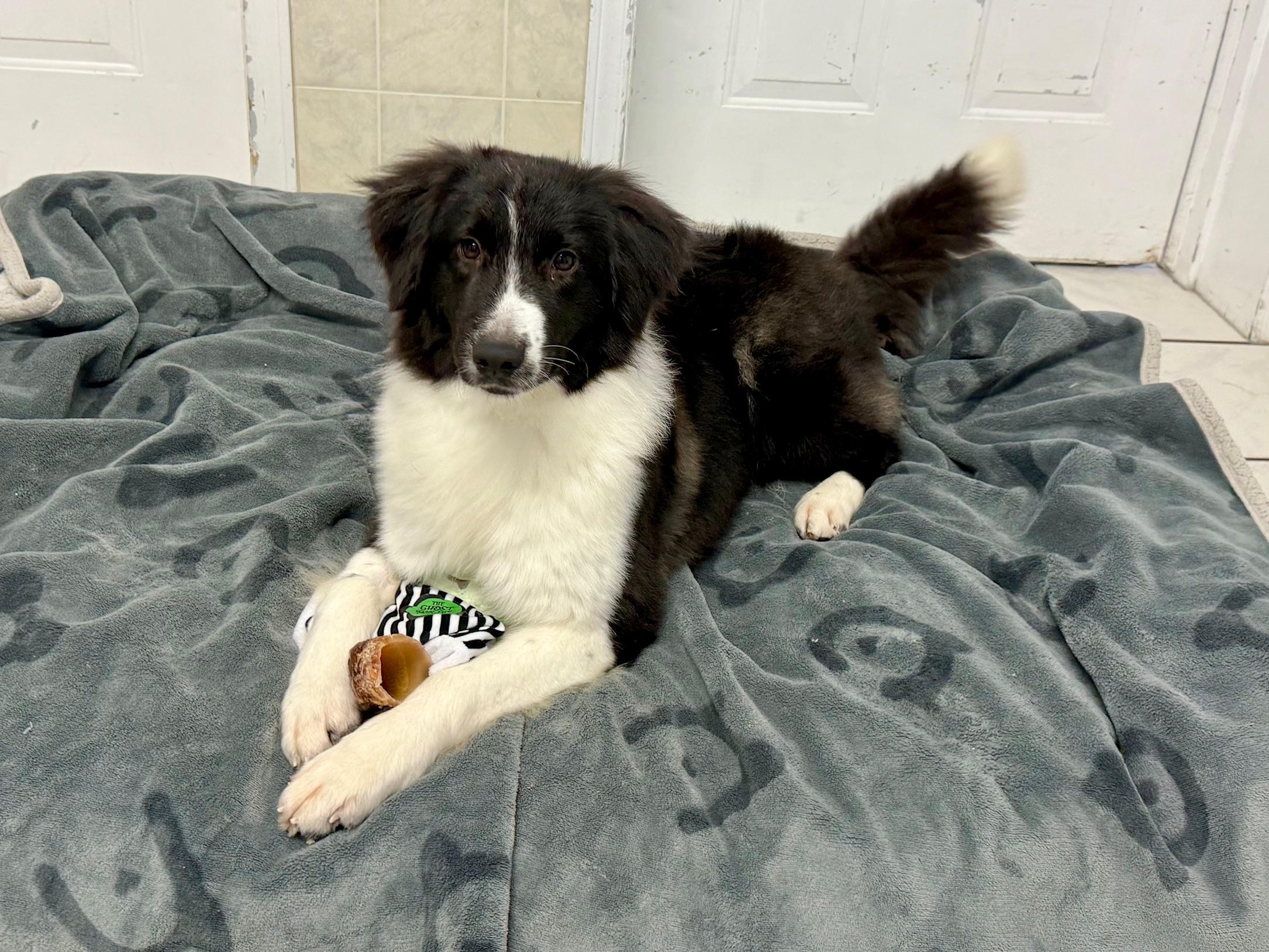 Enlarge Earth, a ADOPTABLE Border Collie in Ilderton, ON image 5/5