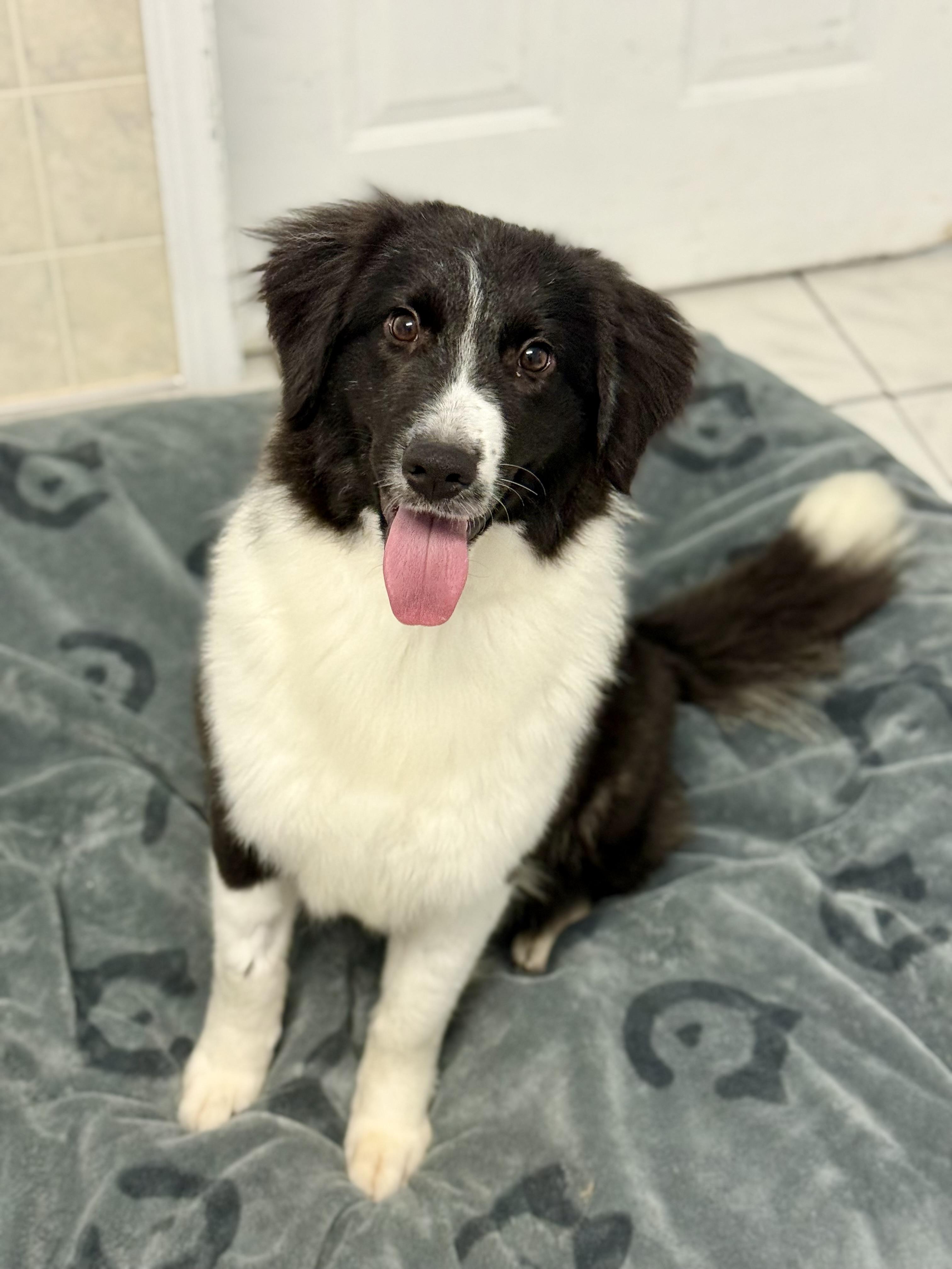 Earth, ADOPTABLE, Young Female Border Collie.