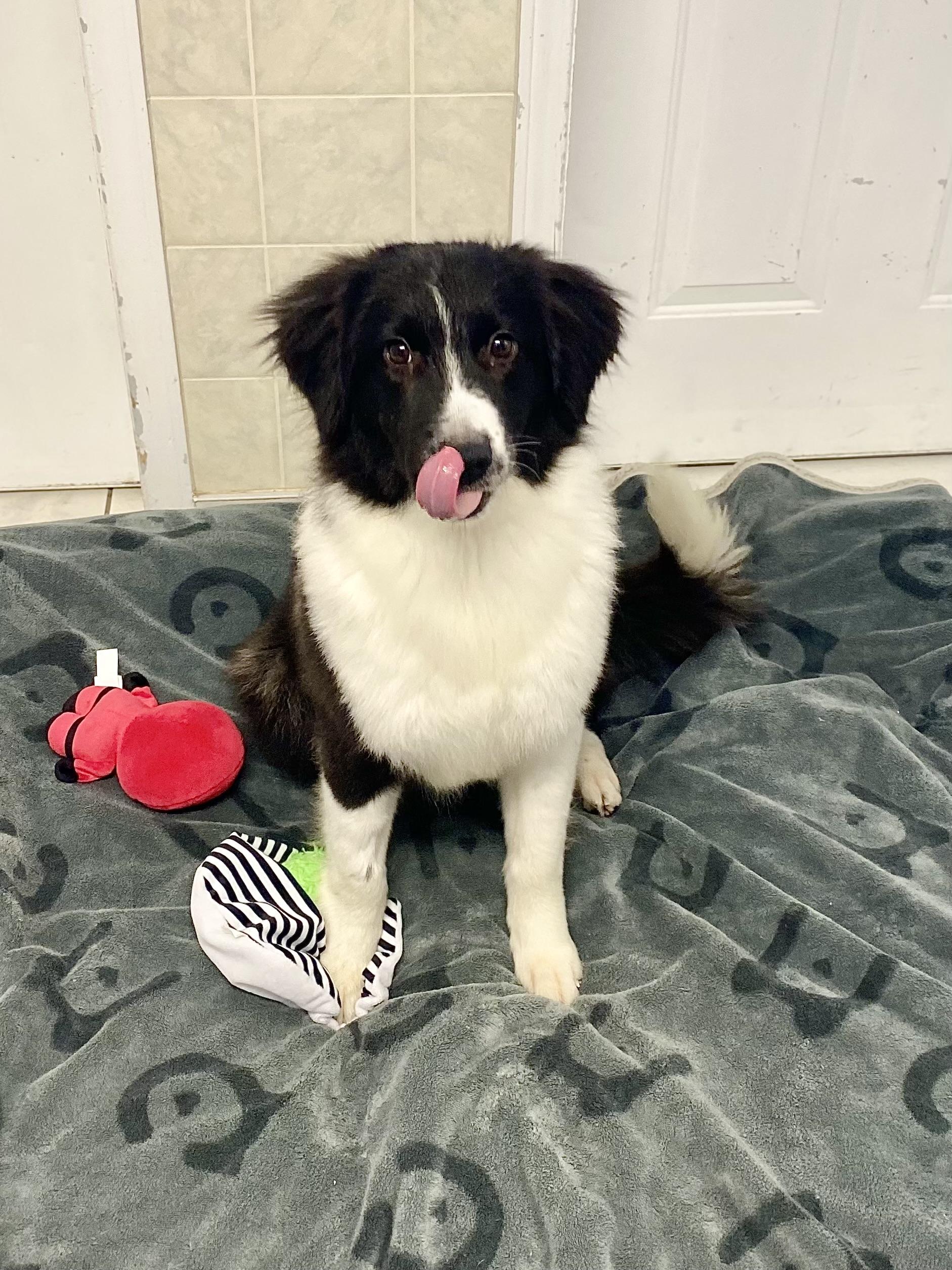 Enlarge Earth, a ADOPTABLE Border Collie in Ilderton, ON image 3/5