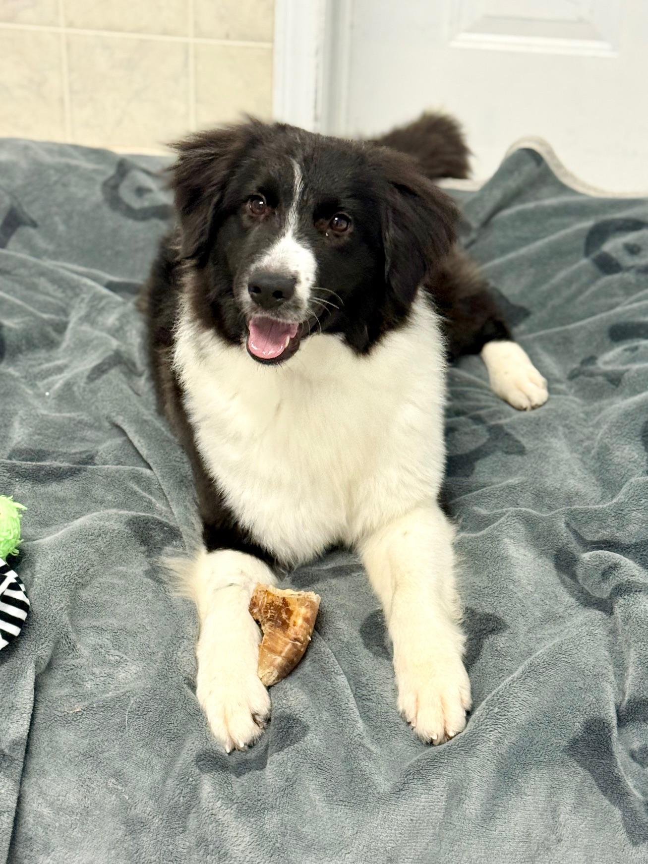 Enlarge Earth, a ADOPTABLE Border Collie in Ilderton, ON image 4/5