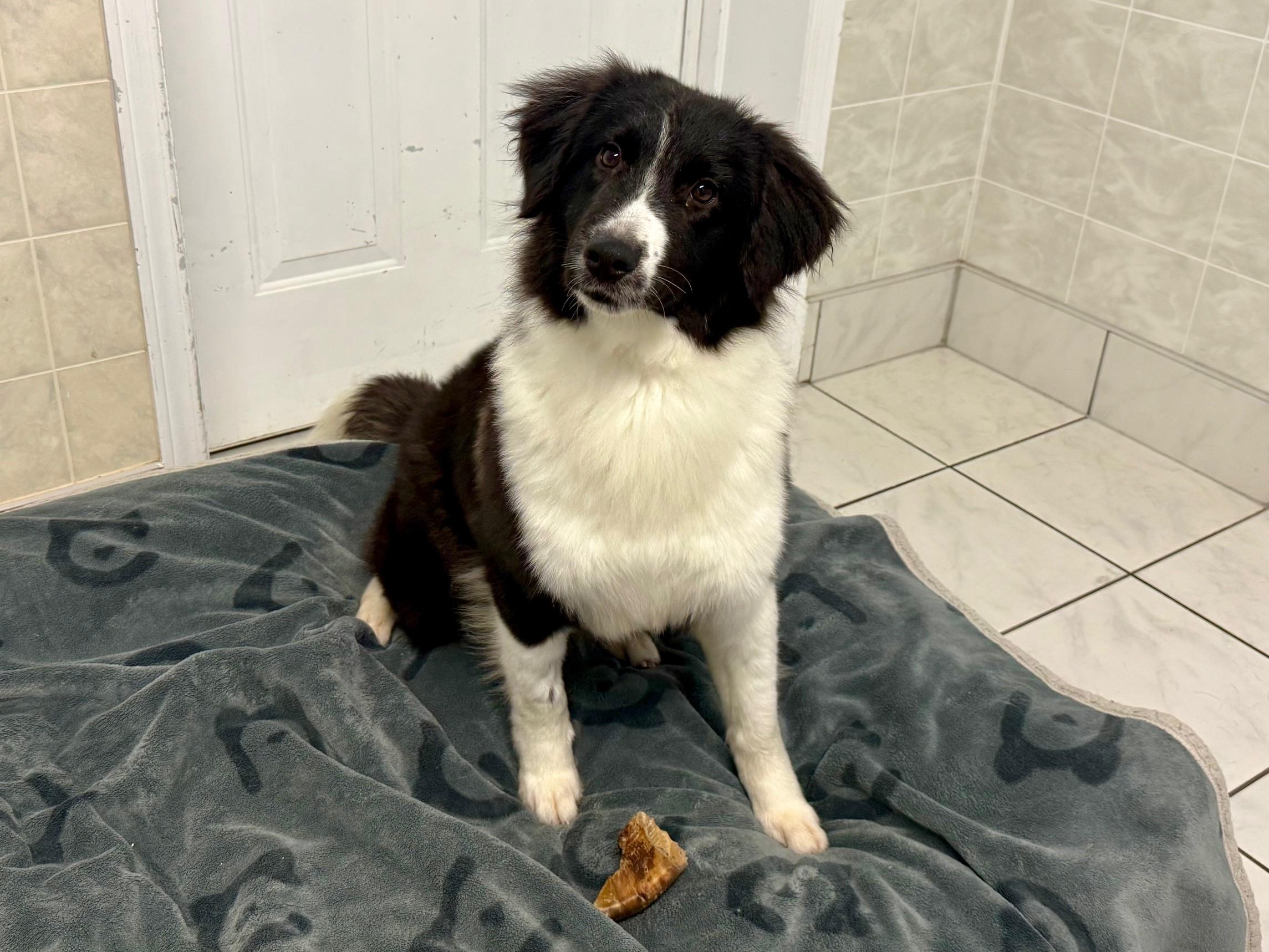 Enlarge Earth, a ADOPTABLE Border Collie in Ilderton, ON image 2/5