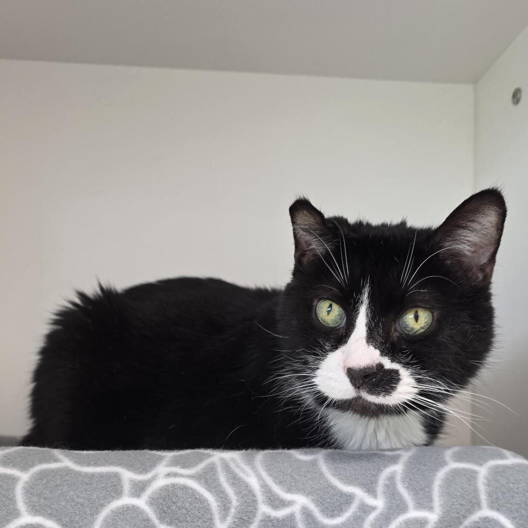 Soda Pop, Adoptable, Senior Male Domestic Short Hair.