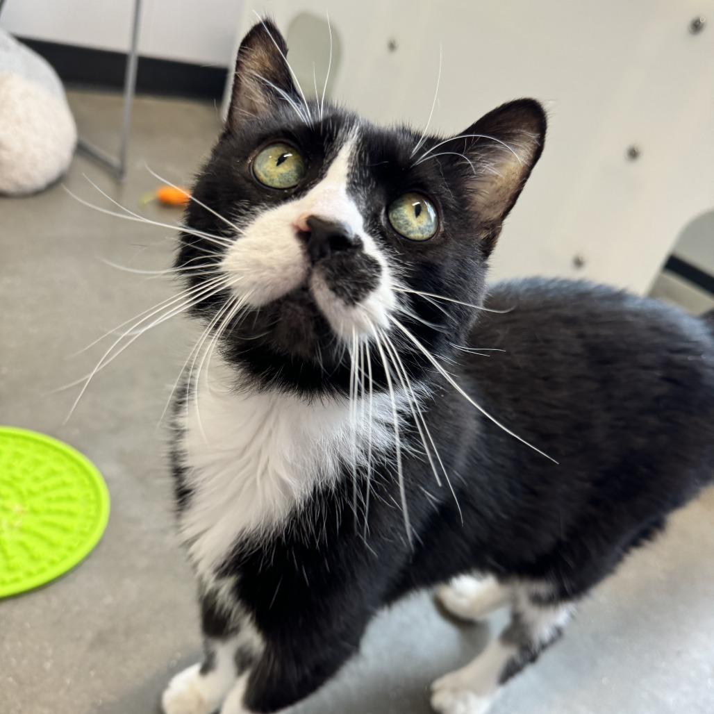 Enlarge Soda Pop, a Adoptable Domestic Short Hair in Fort Wayne, IN image 2/6