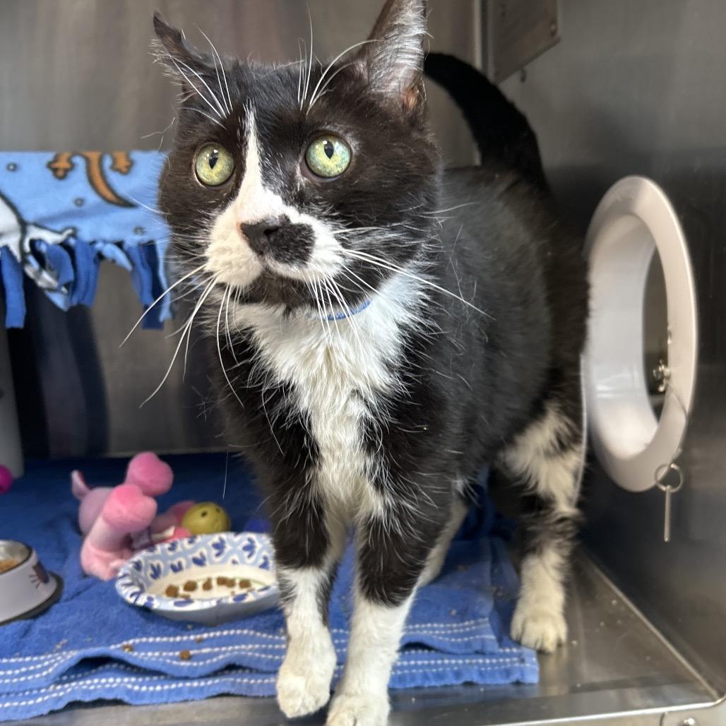 Enlarge Soda Pop, a Adoptable Domestic Short Hair in Fort Wayne, IN image 2/2