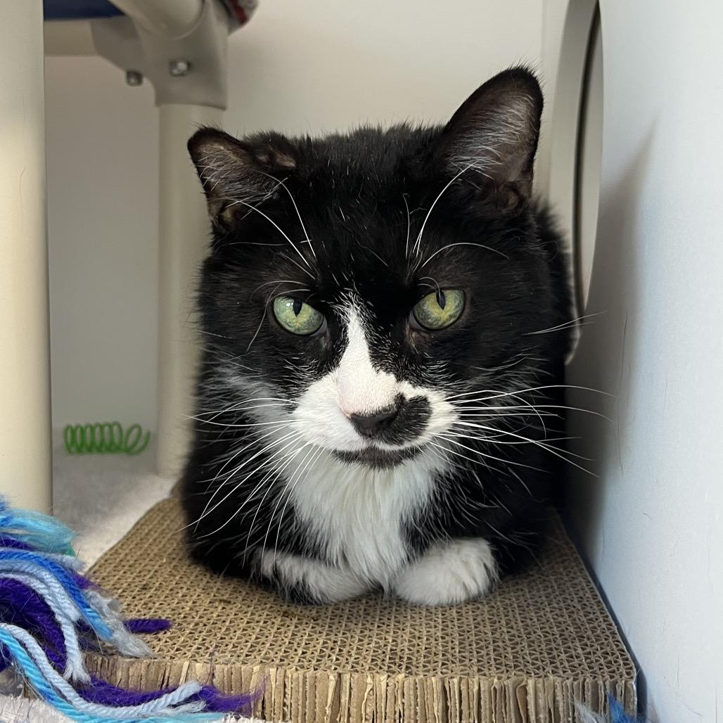 Enlarge Soda Pop, a Adoptable Domestic Short Hair in Fort Wayne, IN image 3/3