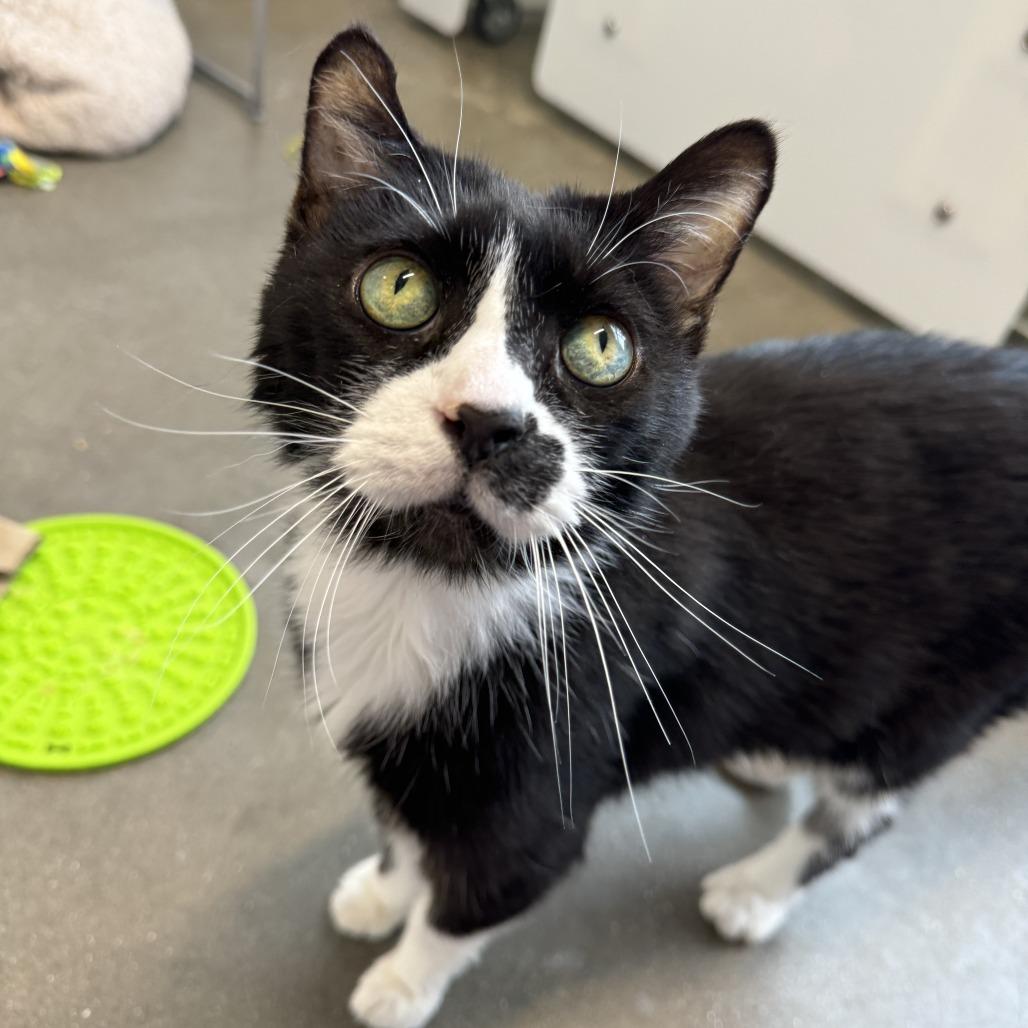 Enlarge Soda Pop, a Adoptable Domestic Short Hair in Fort Wayne, IN image 5/6