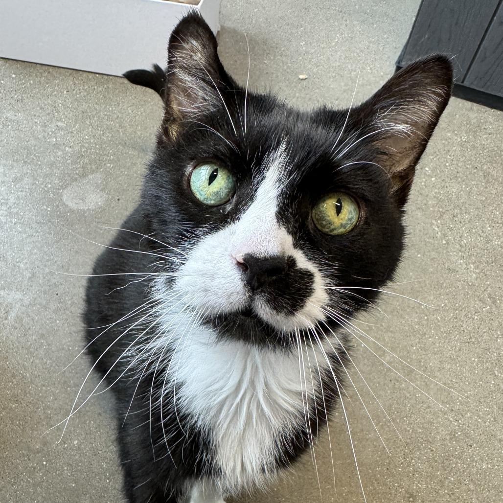 Enlarge Soda Pop, a Adoptable Domestic Short Hair in Fort Wayne, IN image 6/6