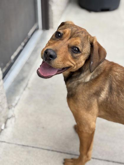 Enlarge Ginger, a ADOPTABLE mixed breed in Steamboat Springs, CO image 1/2