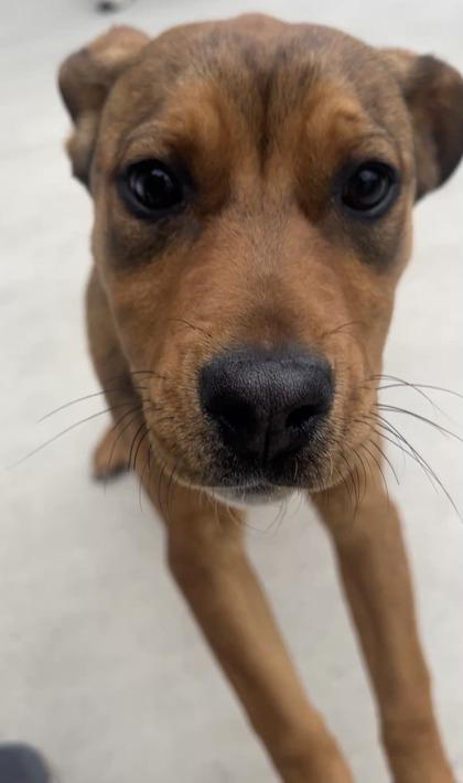 Enlarge Ginger, a ADOPTABLE mixed breed in Steamboat Springs, CO image 2/2