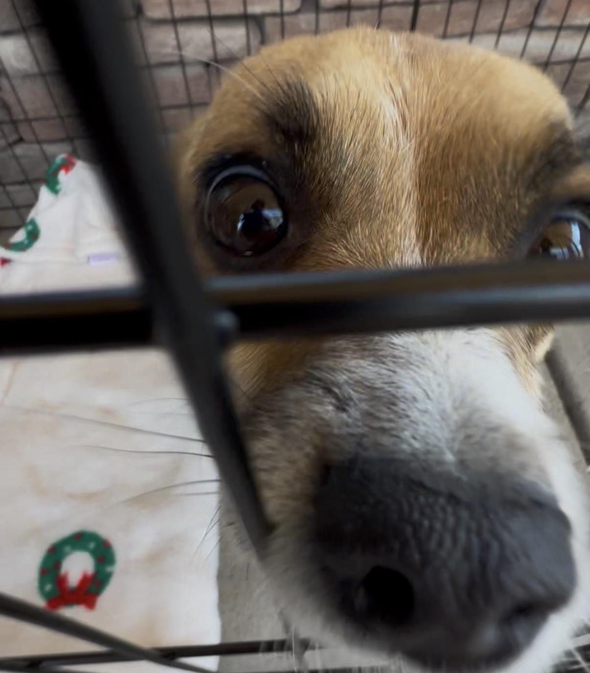 Padre, a ADOPTABLE mixed breed in Littleton, CO image 2/2