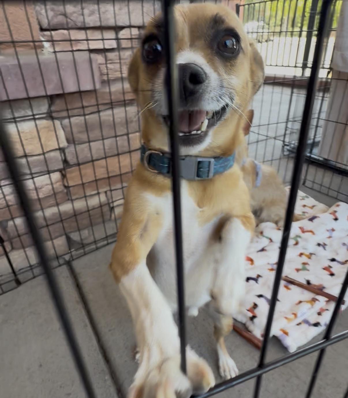Padre, a ADOPTABLE mixed breed in Littleton, CO image 1/2