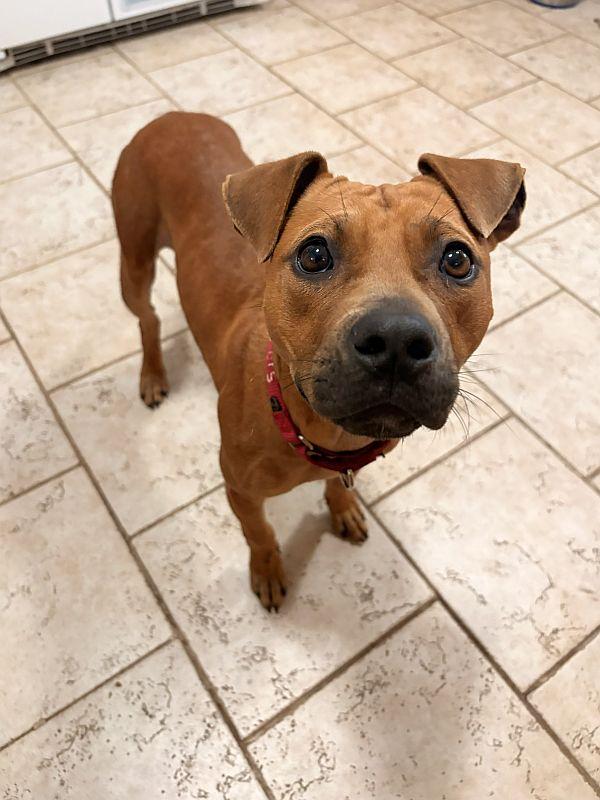 Enlarge Cheetah Girl, a ADOPTABLE Pit Bull Terrier in Berkeley, CA image 2/6