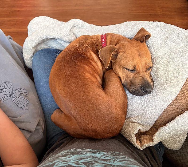 Enlarge Cheetah Girl, a ADOPTABLE Pit Bull Terrier in Berkeley, CA image 5/6