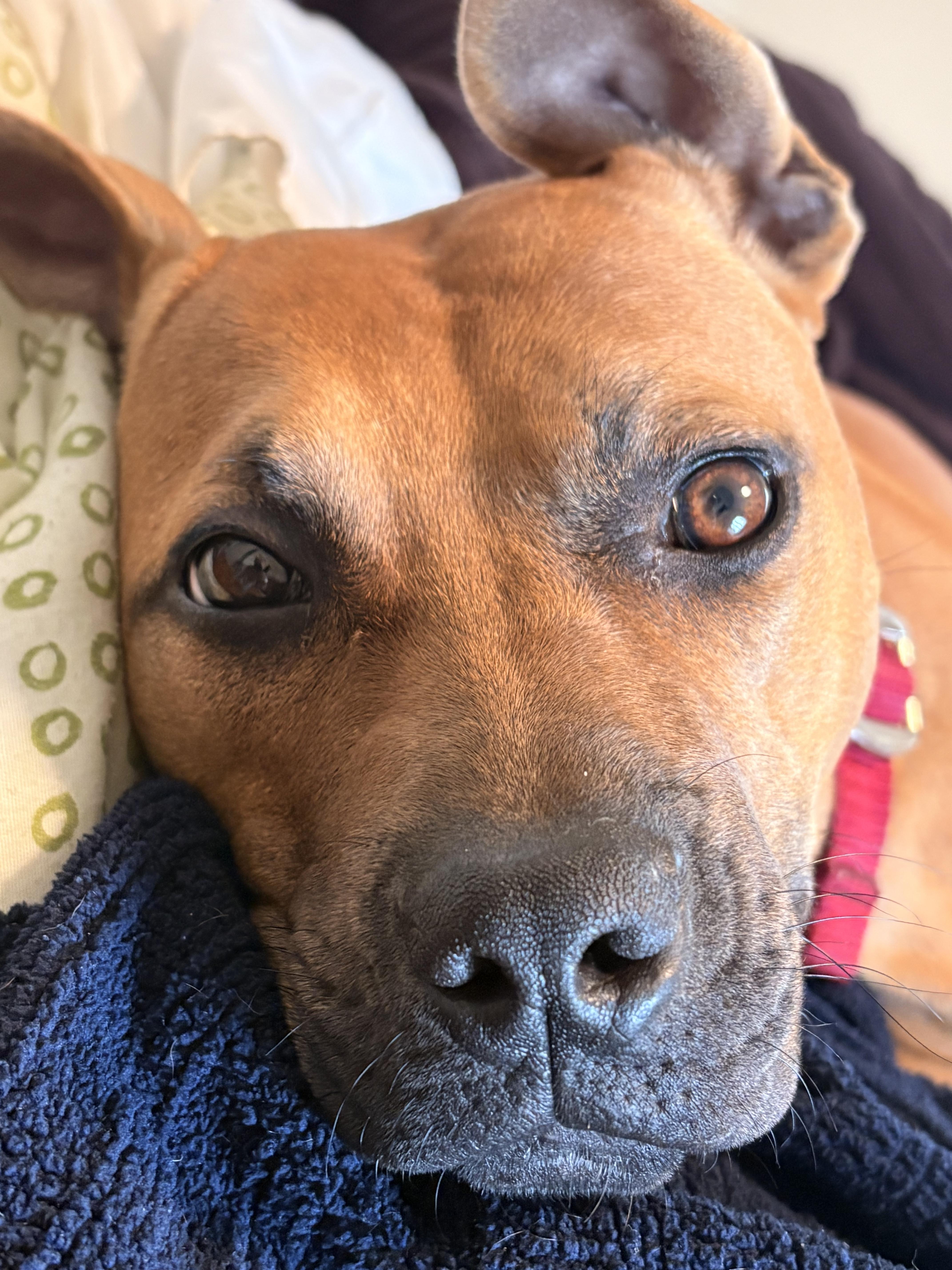 Cheetah Girl, ADOPTABLE, Puppy Female Pit Bull Terrier.