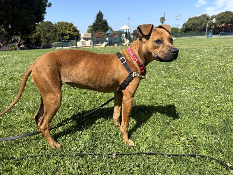 Enlarge Cheetah Girl, a ADOPTABLE Pit Bull Terrier in Berkeley, CA image 4/6
